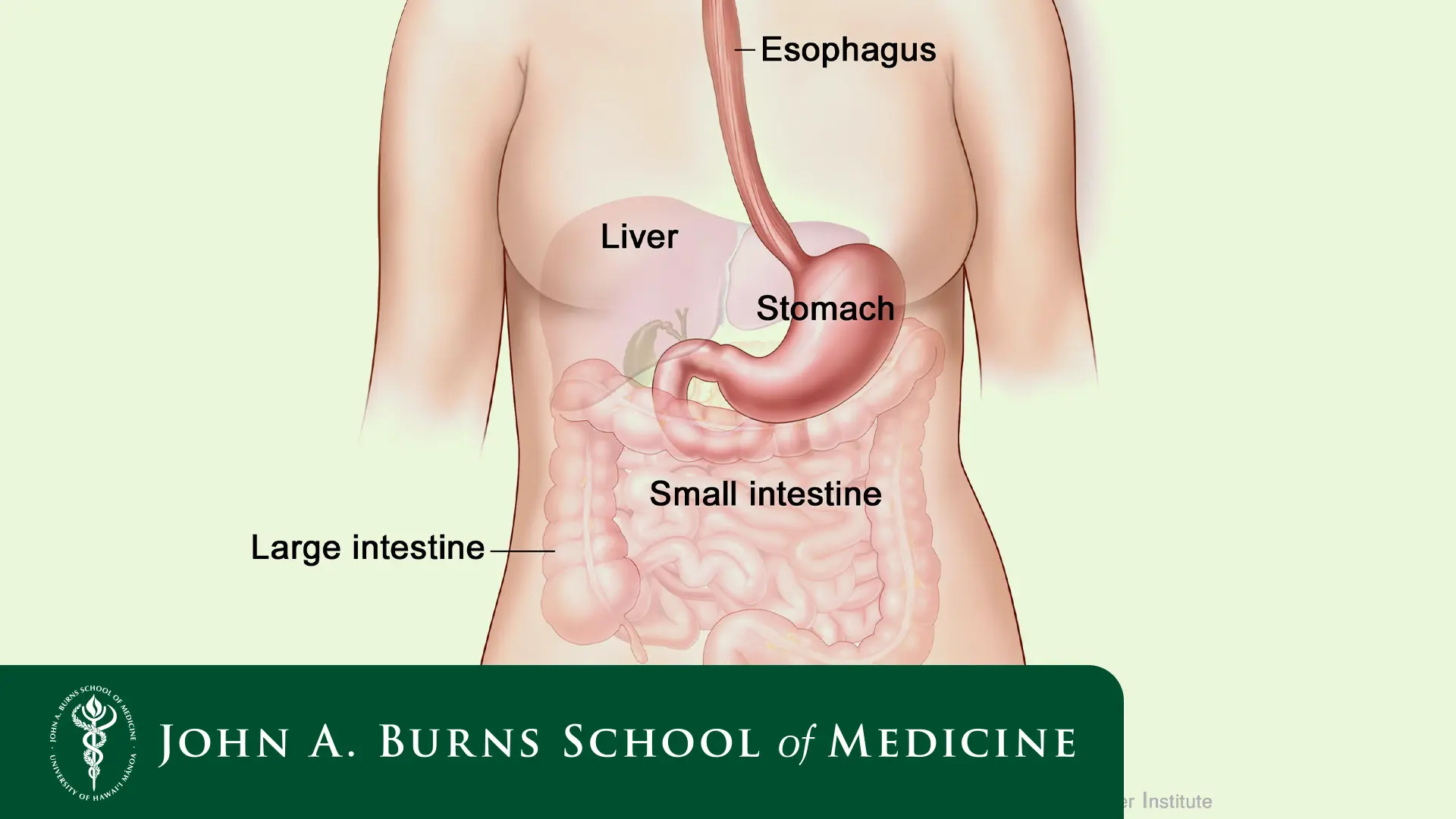 normal gut diagram