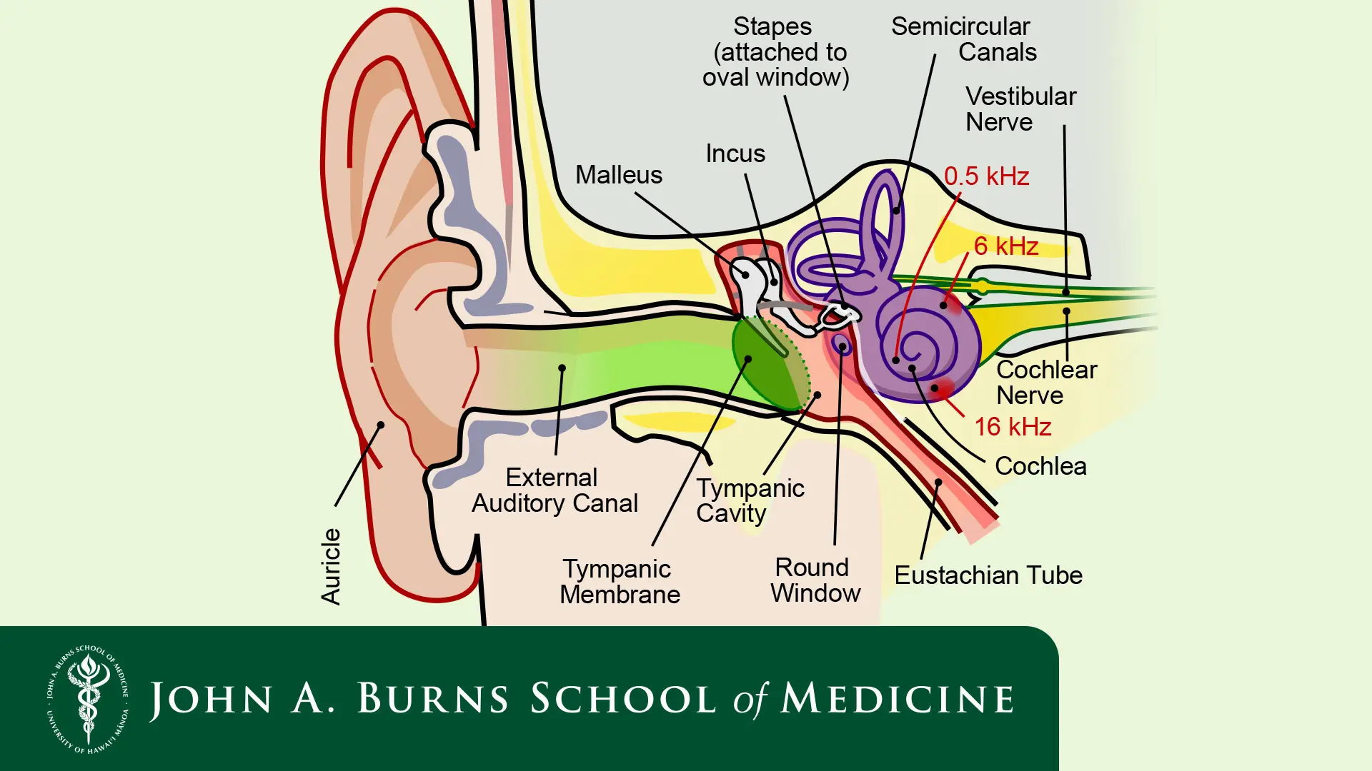 inner ear diagram